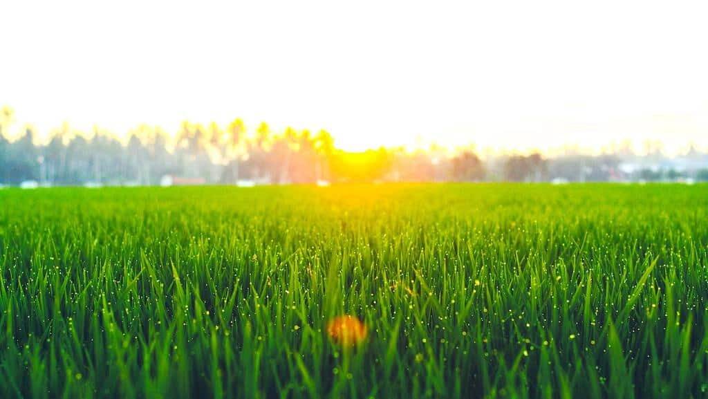 grass green unsplash