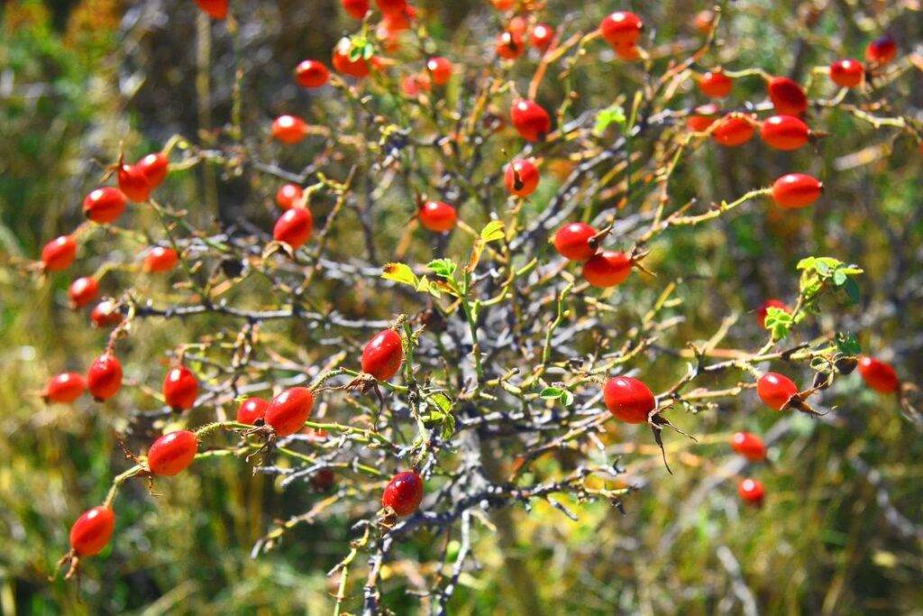 rosehip